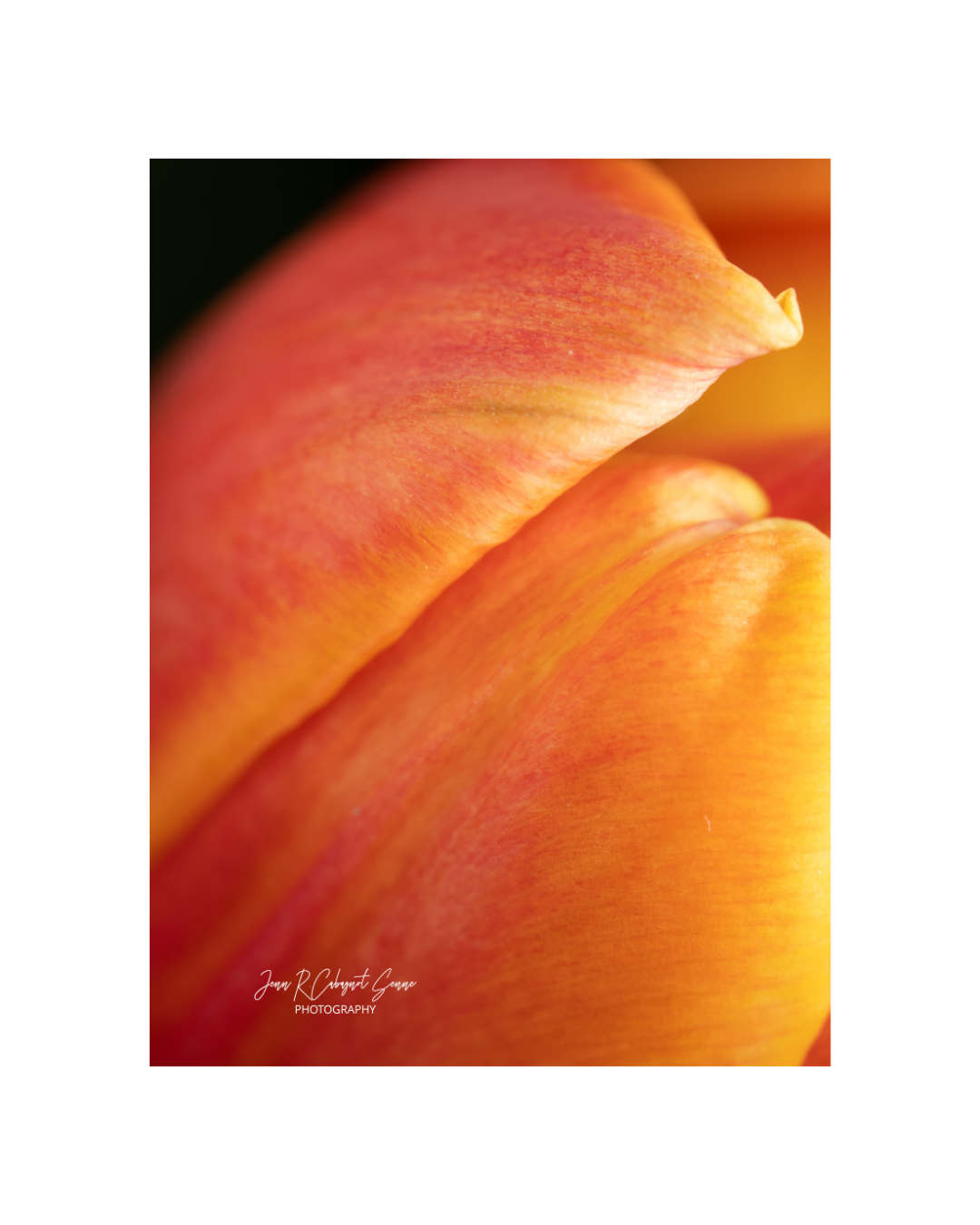 Bright Orange Tulips