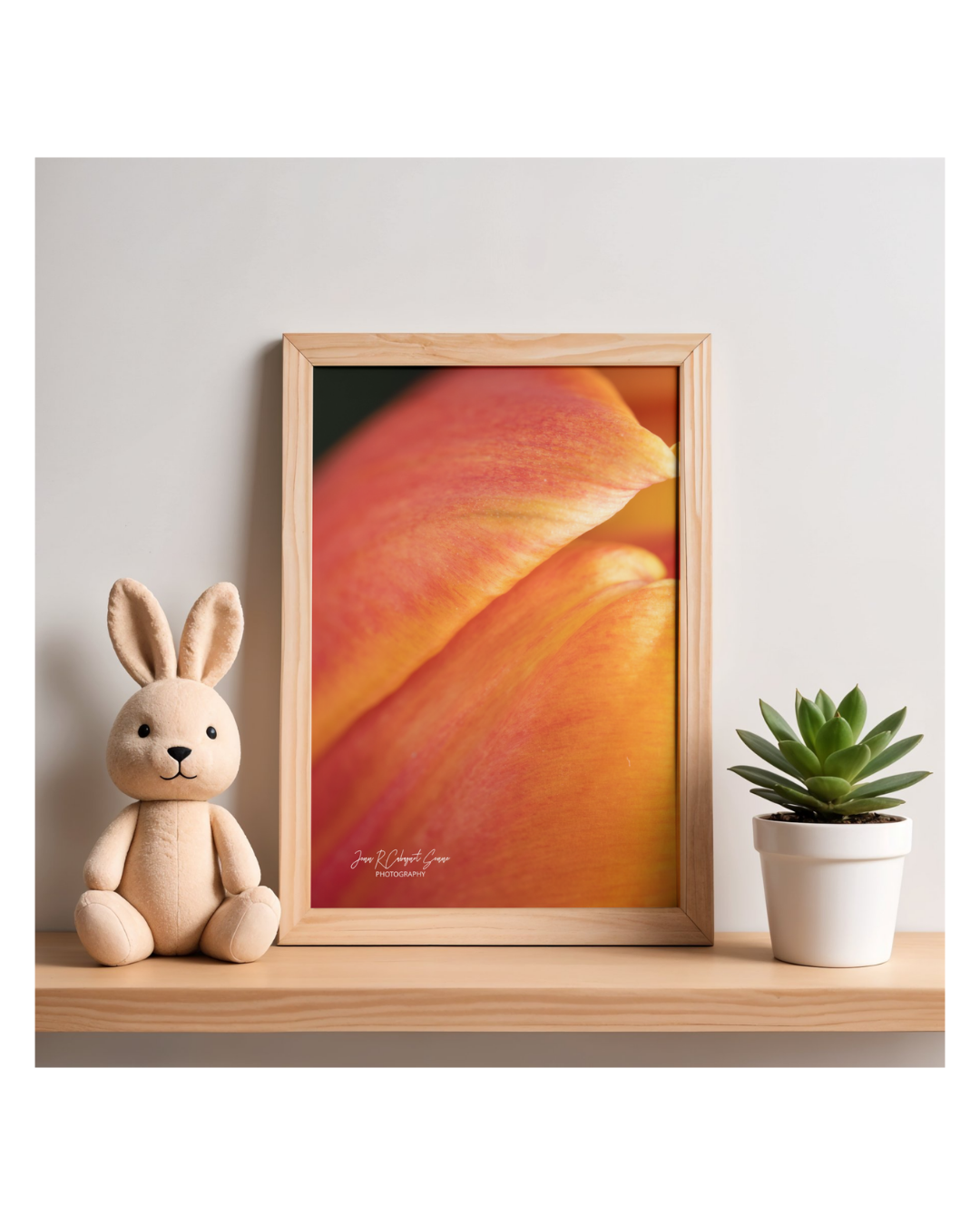 Bright Orange Tulips