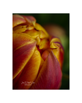 Golden Tulips