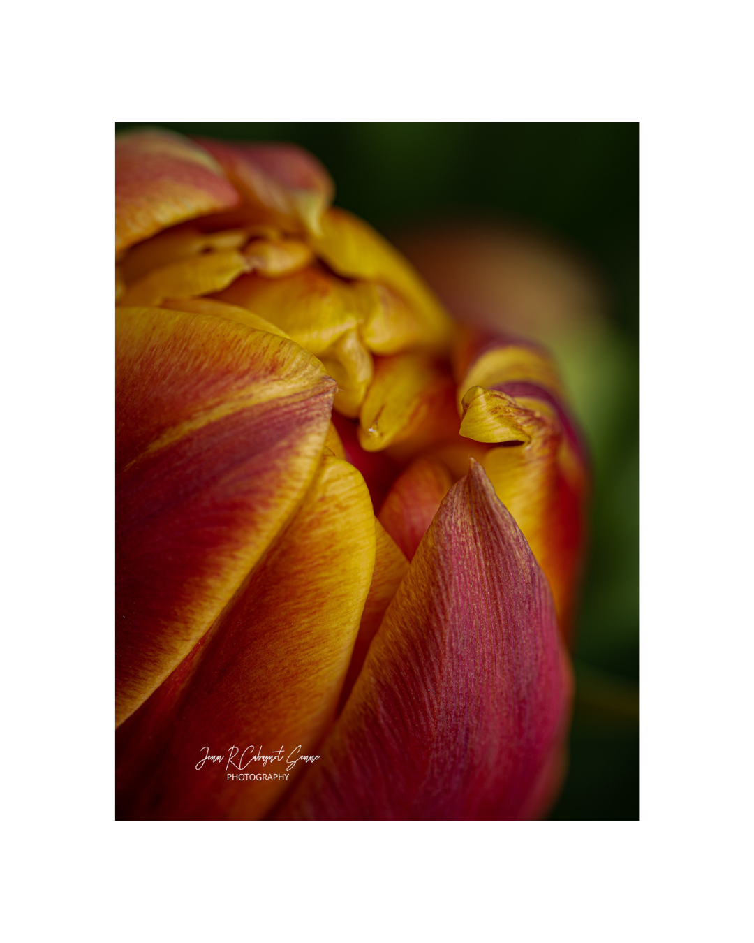 Golden Tulips